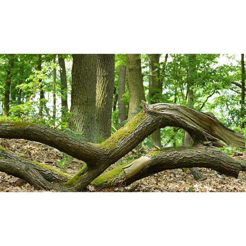 Customized Summer Forest Wall Mural Mildew Resistant Wall Decor for House Interior