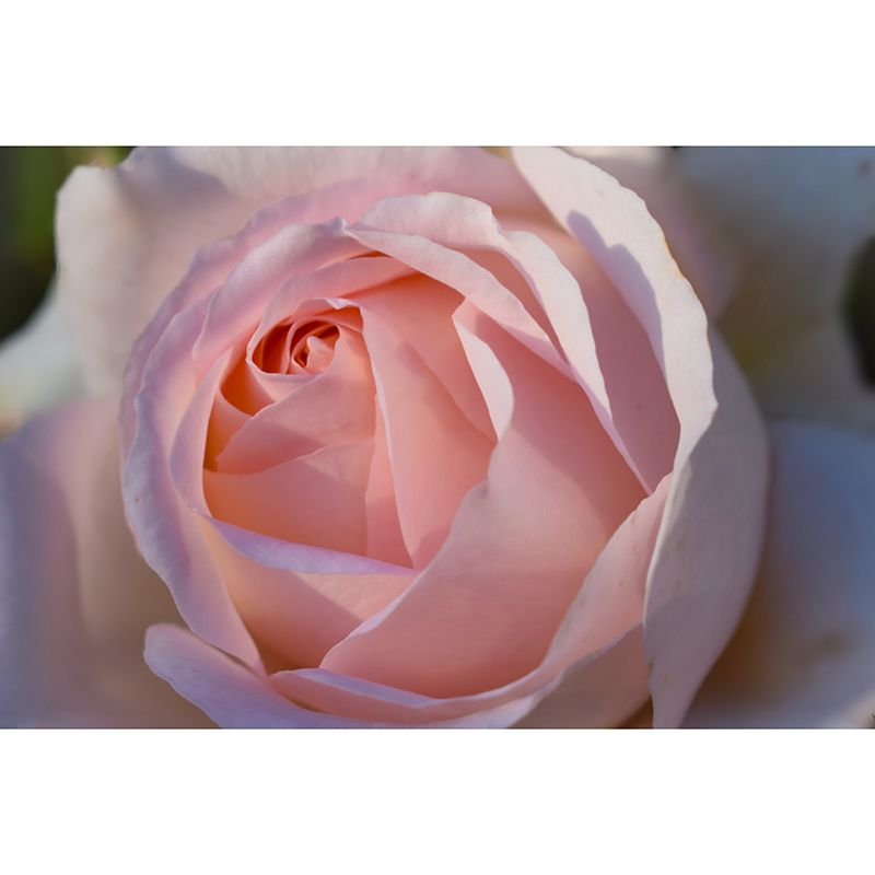 Modern Photography Mural Wallpaper Elegant Rose Indoor Wall Mural