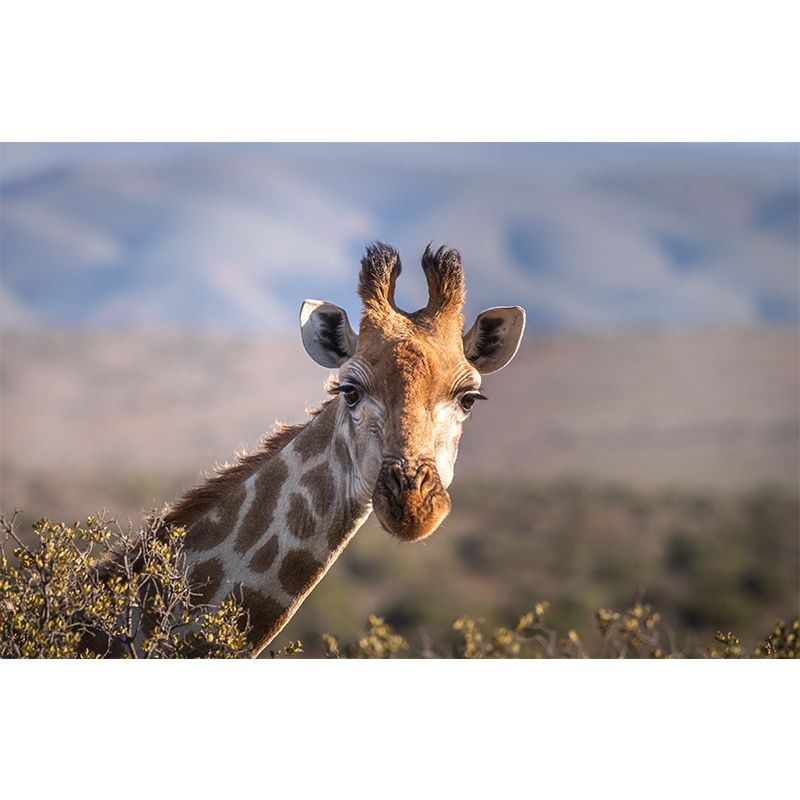 Giraffe Custom Photography Wall Murals Moisture Resistant, Made to Measure