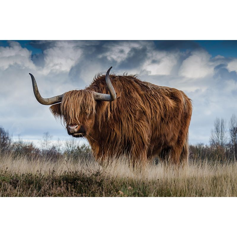 Mighty Bull Mural Wallpaper Photography Horizontal Wall Decor for Home