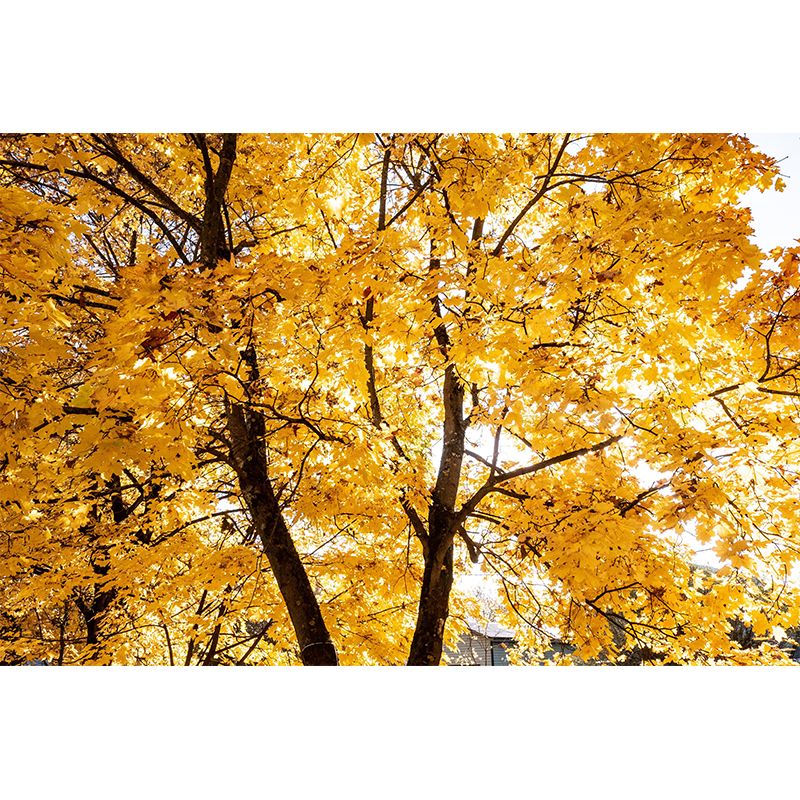 Contemporary Photography Style Forest Mural Wallpaper Mildew Resistant for Decoration