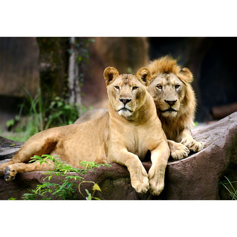 Lions Lying on Stone Mural Brown Contemporary Wall Covering for Living Room, Custom Print