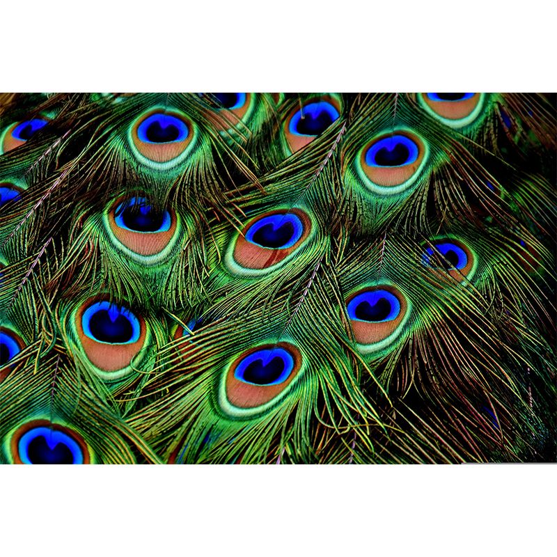 Contemporary Feather Print Stain Resistant Photography Indoor Wallpaper Decorative