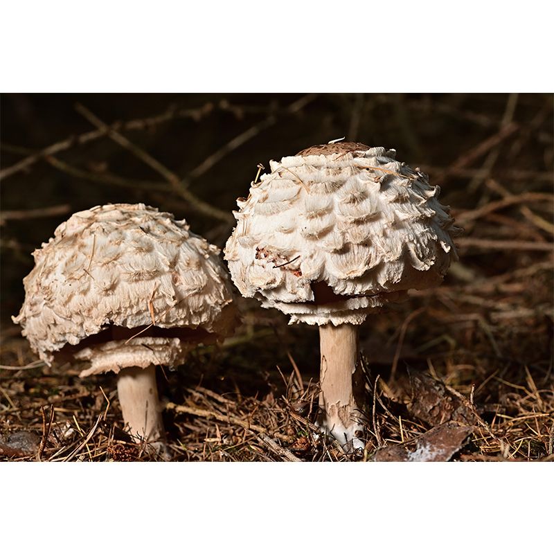 Customized Edible mushrooms Plant Mural Wallpaper Mildew Resistant Wall Decor