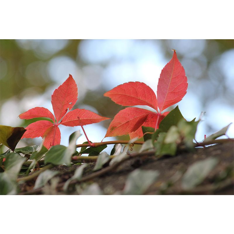 Customized Virginia-Creeper Plant Mural Wallpaper Mildew Resistant Wall Decor