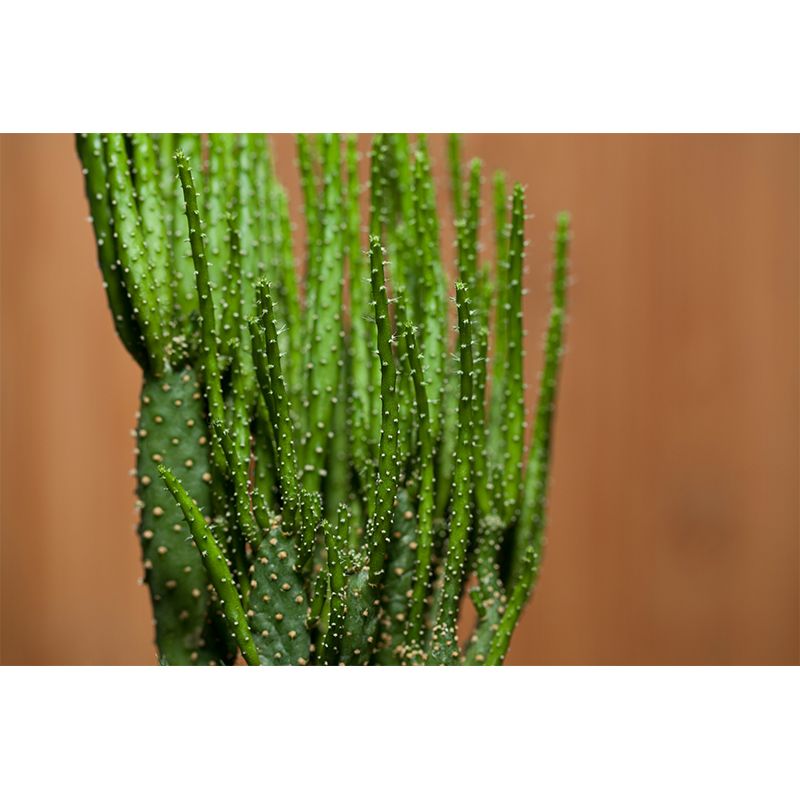 Green Plants Photography Murals Wallpaper Moisture Resistant for Bedroom