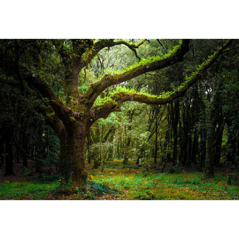 Extra Large Forest Trees Mural Green Non-Woven Wall Art for Indoor Decor, Custom Printed