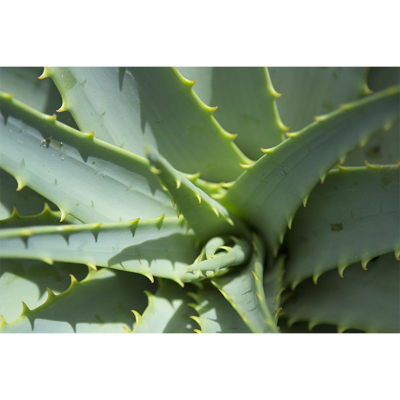 Aloe Plant Mural Wallpaper for Reading Room Bedroom, Custom Size Available