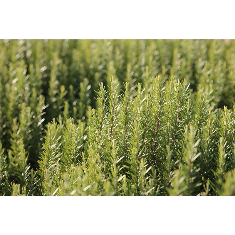 Rosemary Painting Mural Decal Modern Mildew Resistant Wall Covering for Decoration