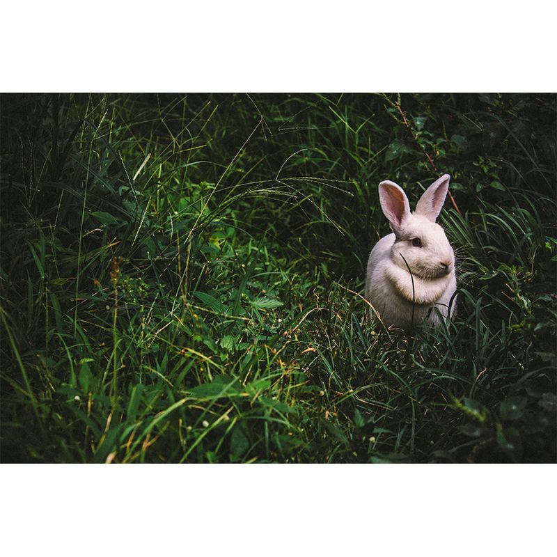 Customized Hare Wall Paper Murals Mildew Resistant Living Room Wall Decor