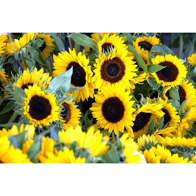 Sunflower Wall Decals Removable Yellow Flower Wall Covering for Sitting Room