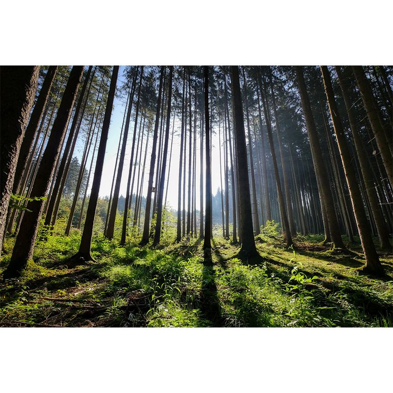 Huge Forest Mural Horizontal Photography Wall Covering for Dining Room