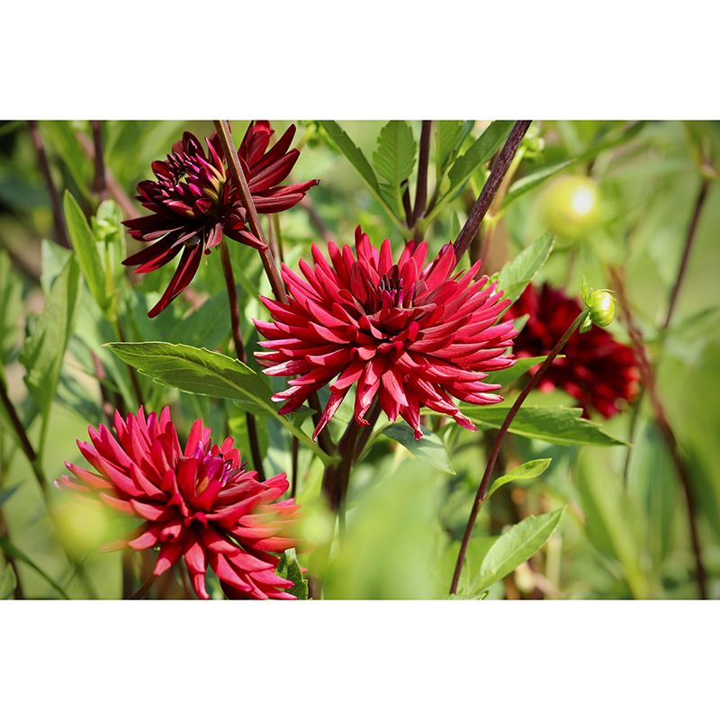 Customized Dahlias Mural Wall Covering Decorative Mildew Resistant for Living Room