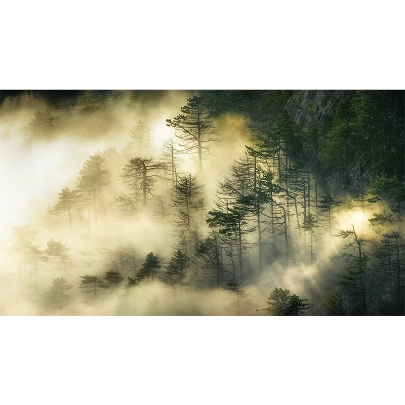 Dark Foggy Forest Mural Wallpaper Scenery Modern Waterproof Wall Art for Bedroom