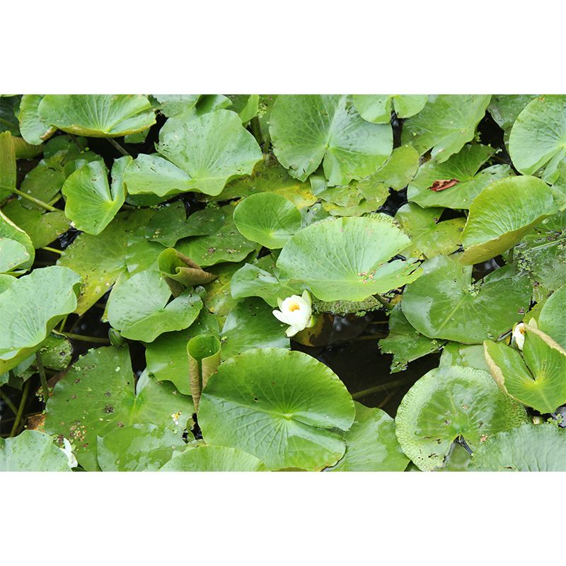 Lotus Leaf Moisture Resistant Mural for Sitting Room, Customized Size Available