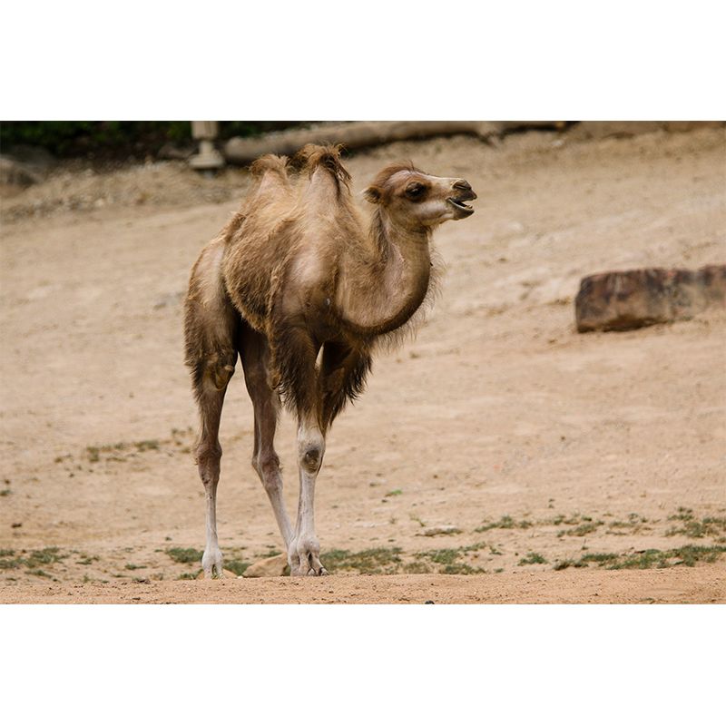 Desert Camel Wall Paper Moisture Resistant Living Room Wall Decor, Custom Size Available