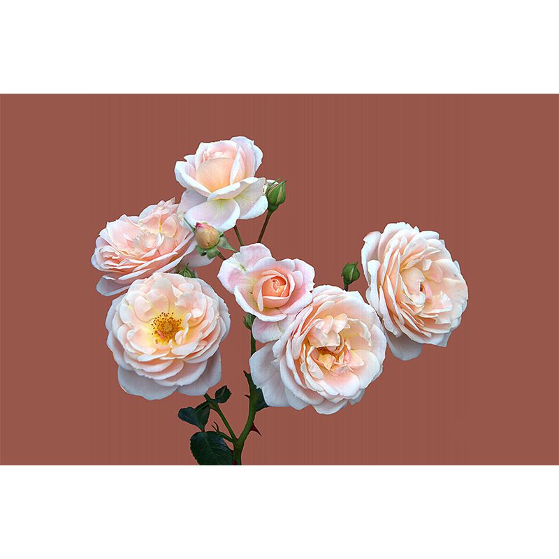 Elegant Rose Flower Photo Mural Wallpaper for Girl's Bedroom, Personalized Size