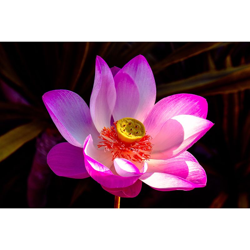 Lotus Flower Wall Mural Moisture Resistant Wall Decor for Sleeping Room