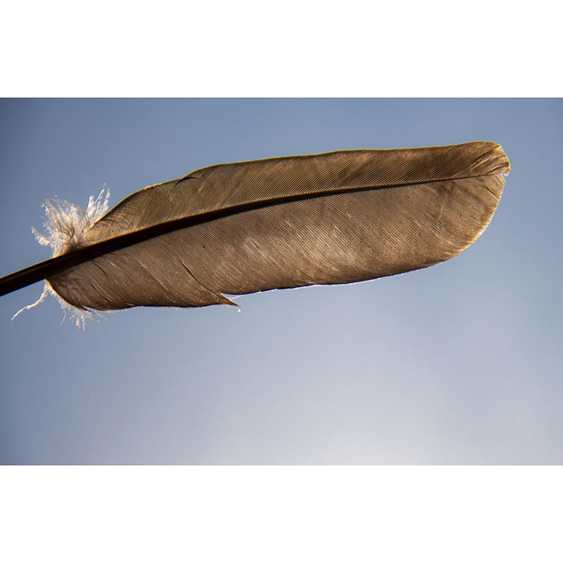 Plumage Wall Murals for Sleeping Room, Moisture Resistant, Personalised Size