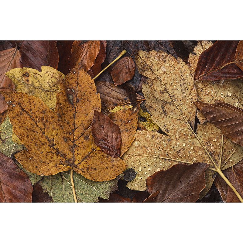 Autumn Leaves Waterproofing Wall Mural Customized Size Wall Art for Sitting Room