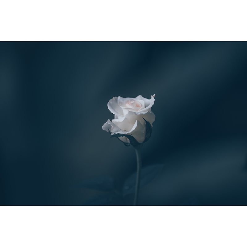 Roses Resistant Mural Wallpaper Environment Friendly Sleeping Room Wall Mural