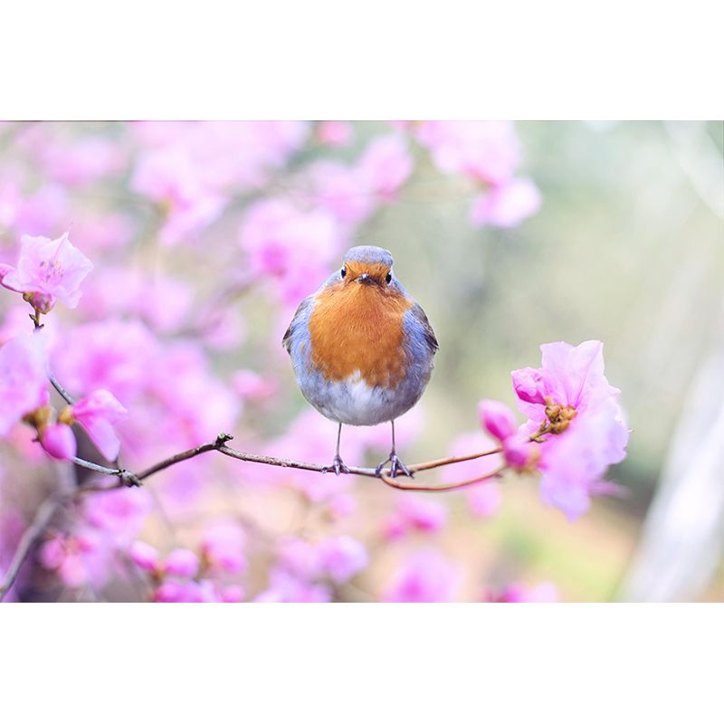 Lovely Robin Wall Paper Murals Contemporary Style Photography for Home Decor