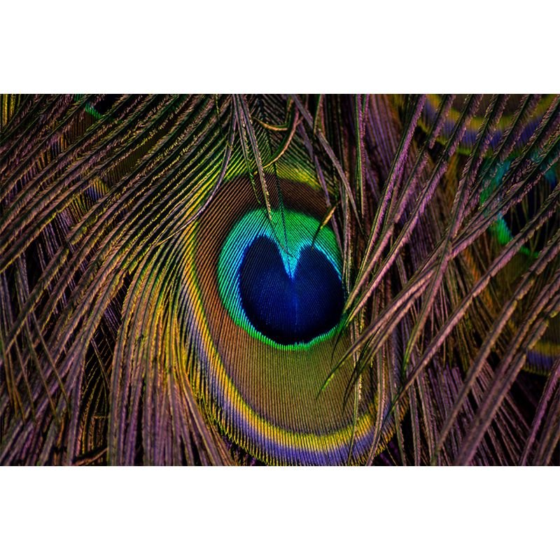 Peacock Feather Wall Mural Contemporary Home Decor Mildew Resistant for Room