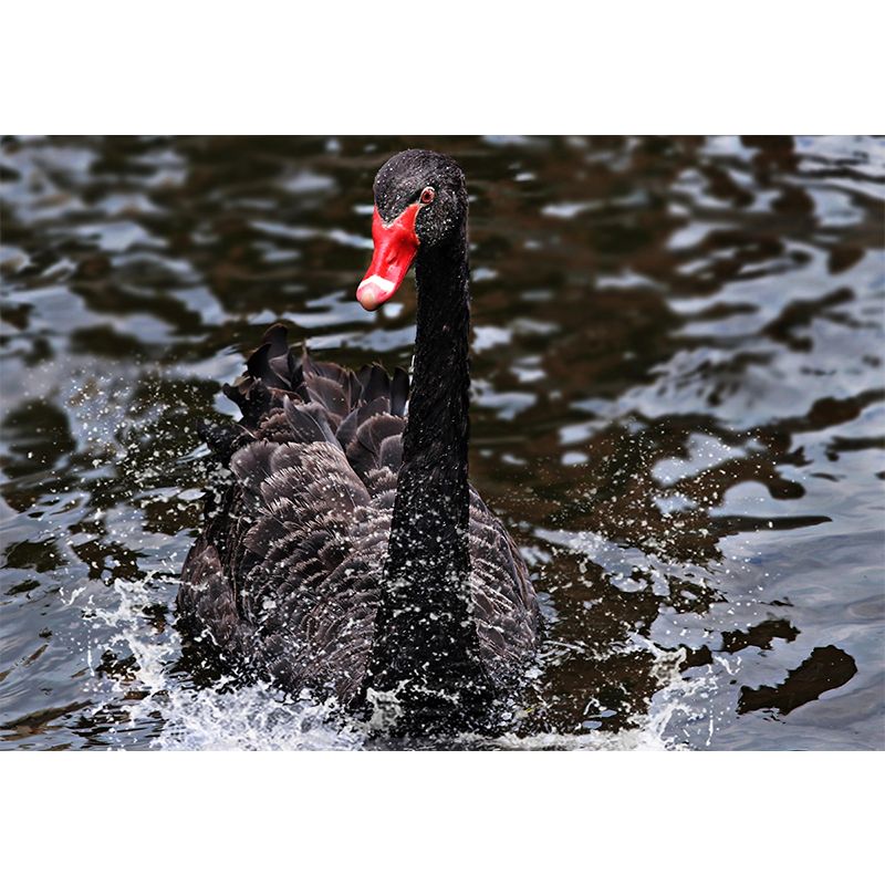 Black Swan Wallpaper Mural Decal Customized Modern Wall Covering for Bedroom