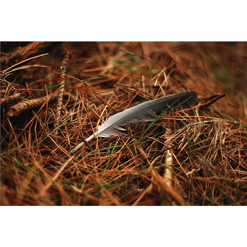 Photography Modern Pastel Color Mural Wallpaper with Beautiful Feathers for Girls' Bedroom