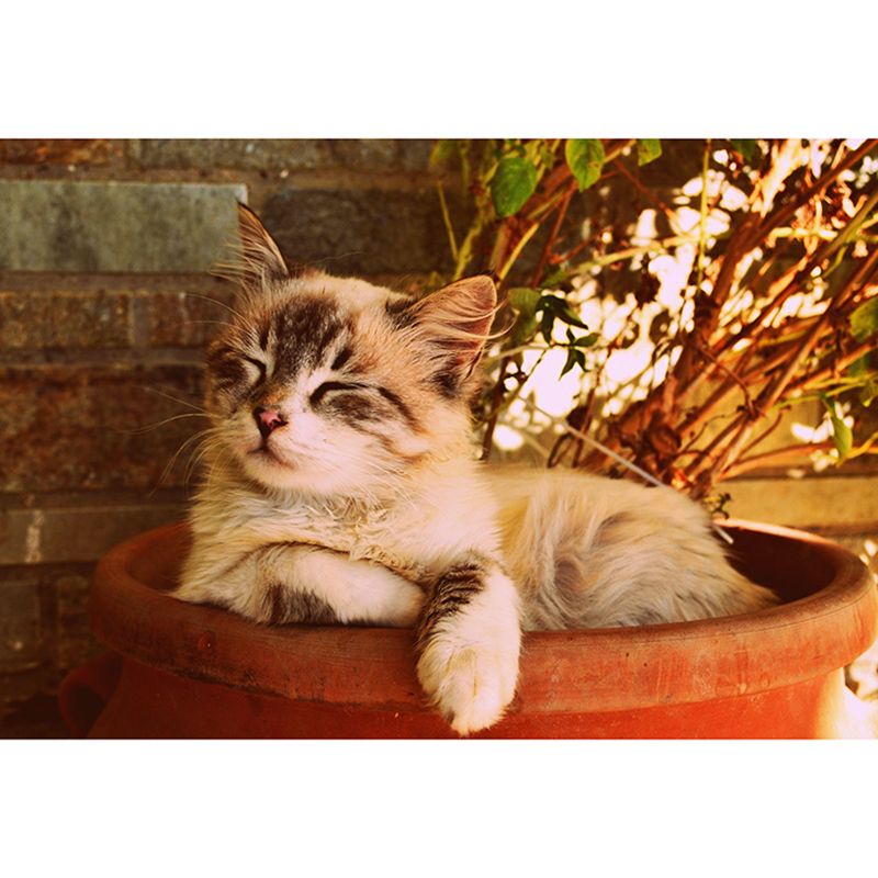 Photography Wall Mural Wallpaper Cats Sitting Room Wall Mural