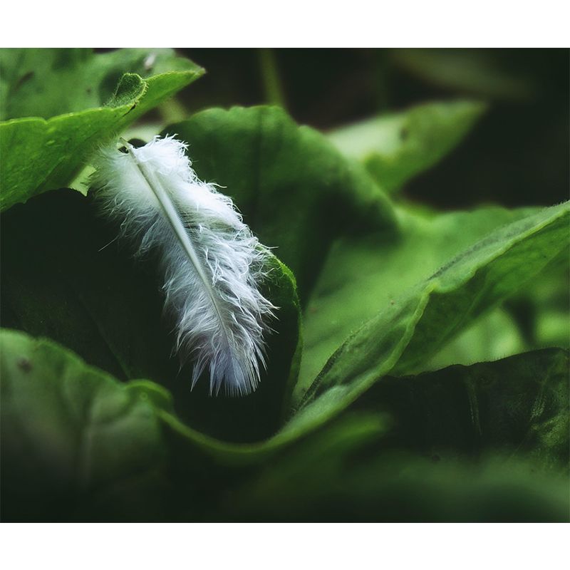 Soft Bird Feather Wall Mural Wallpaper Mildew Resistant Wall Covering for Decoration