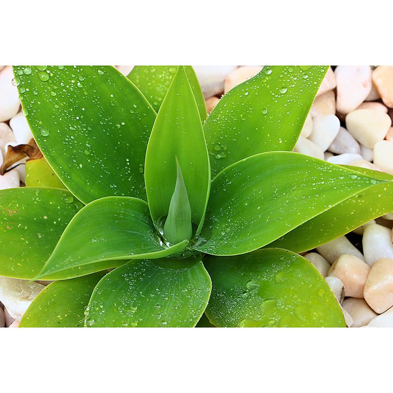 Green Plants Wall Murals Tropics Moisture Resistant Wall Covering for Living Room