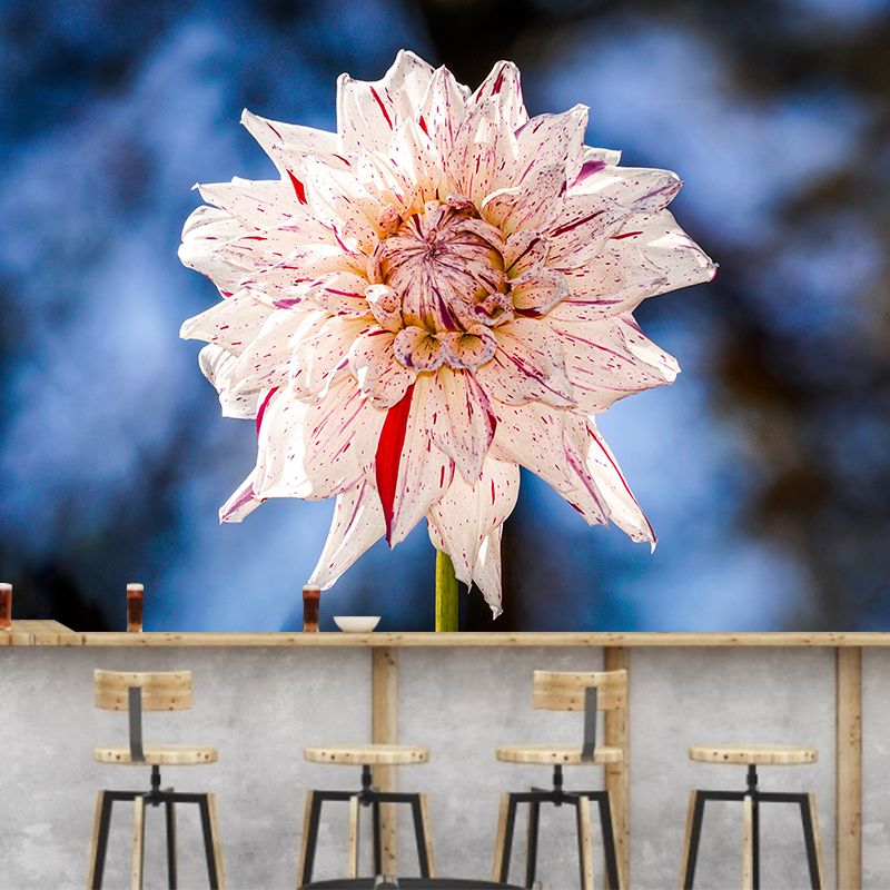 Dahlia Blooming Flower Mural for House Interior, Soft Color, Custom Size Available