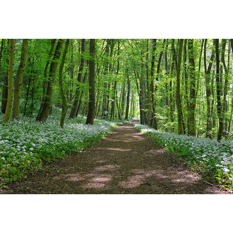 Full Size Water Resistant Forest Mural Wallpaper Modern Wall Decor, Made to Measure