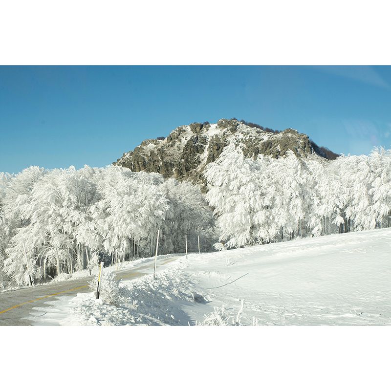 Contemporary Photography Eco-friendly Forest Mural Living Room Wall Mural