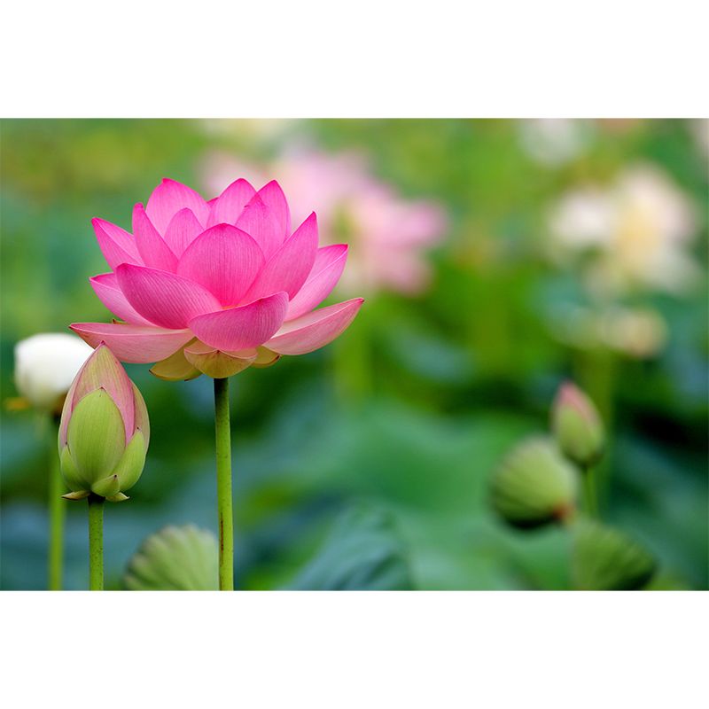 Water Plant Lotus Wall Mural Decal Water Resistant, Custom Size Available