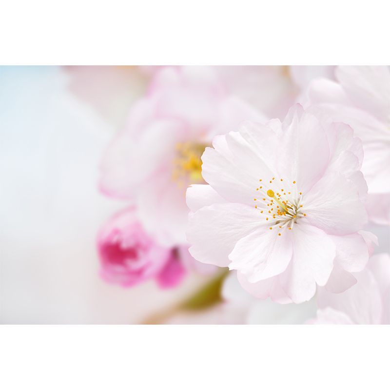 Waterproof Buds Wall Mural Modern Non-Woven Wall Covering, Custom Size Available