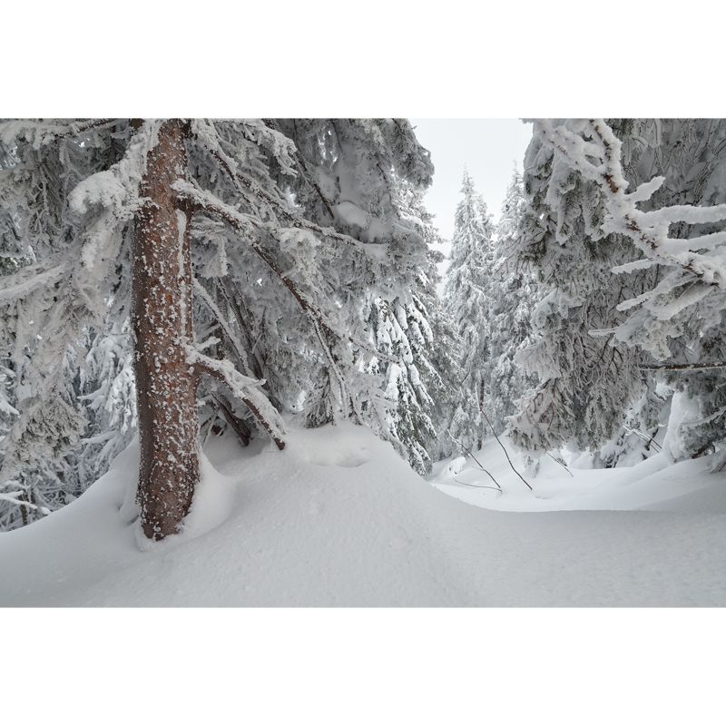 Cypress Forest after Snowfall Mural Grey Scandinavian Wall Covering for Accent Wall