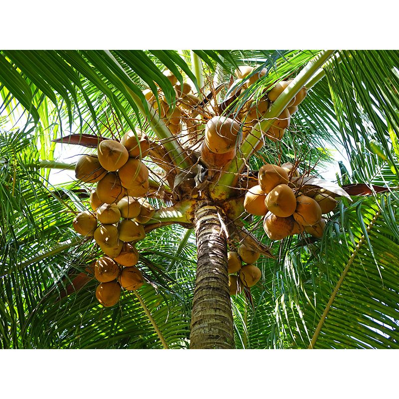 Tropical Coconut Tree Mural for Living Room Waterproofing, Custom Size Available