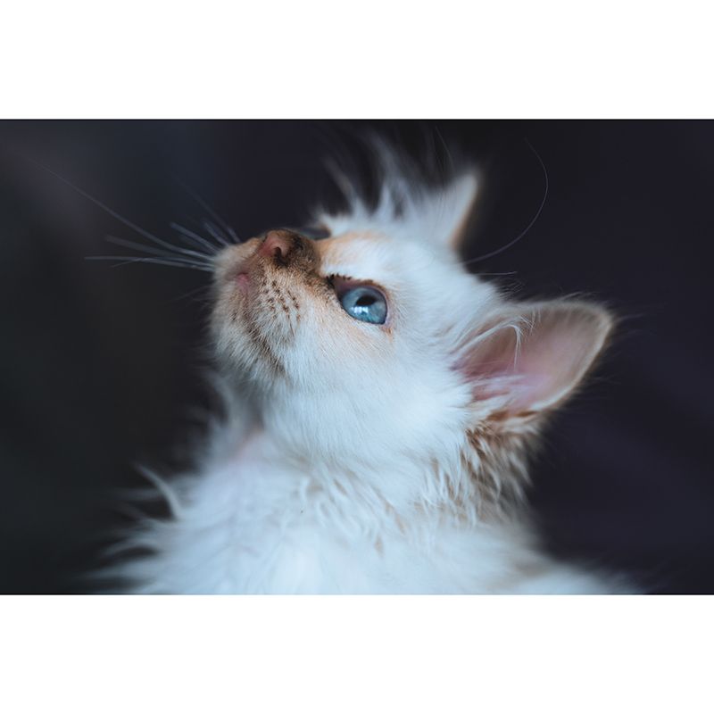 Environmental Wall Mural Wallpaper Cute Cats Living Room Wall Mural