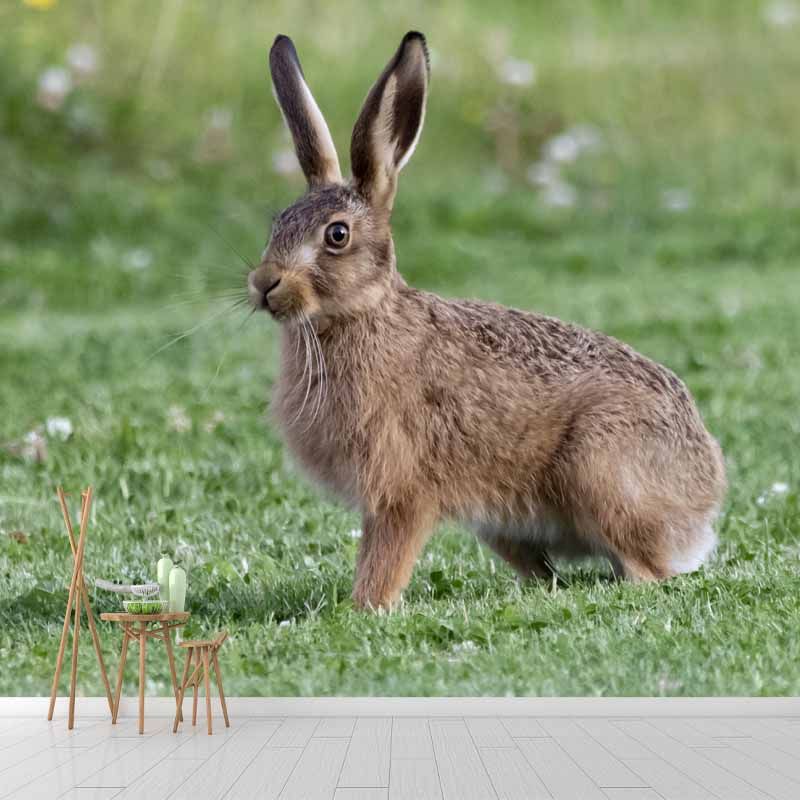Horizontal  Photography Hare Wall Mural Decorative Mildew Resistant for Living Room