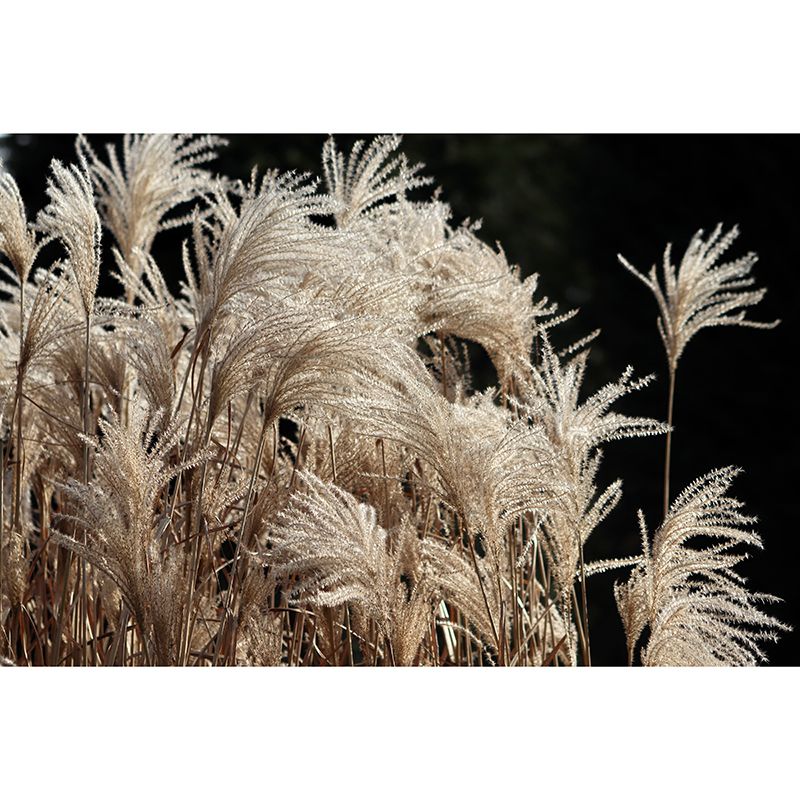 Modern Style Grass Plant Murals Wallpaper for Living Room, Custom Size Available