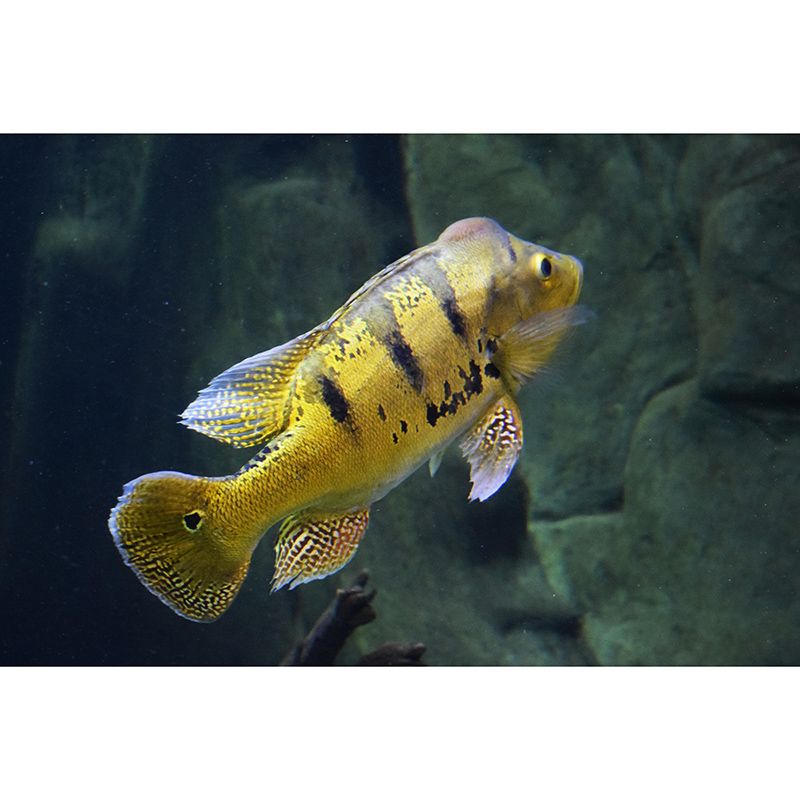 Sea Creature Wall Mural Modern Style Mildew Resistant for Living Room