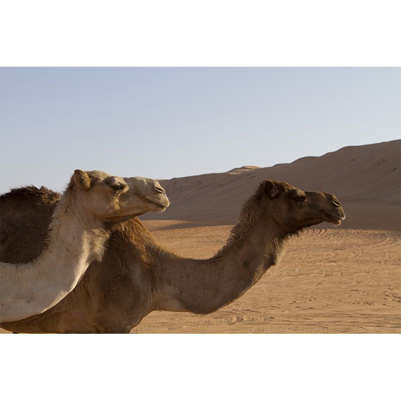 Desert Camel Animal Wall Mural Home Decorative Water Resistant, Personalised Size