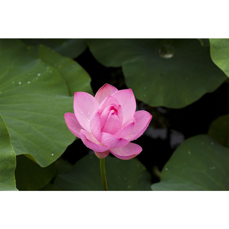 Beautiful Flower Wallpaper Mural Red and Pink Wall Decor for Bedroom, Waterproofing