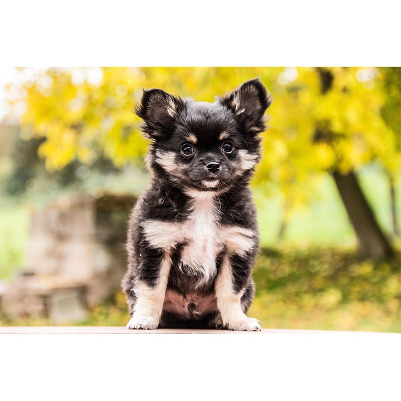 Horizontal Photography Chihuahua Mural Stain Resistant Wall Art for Living Room