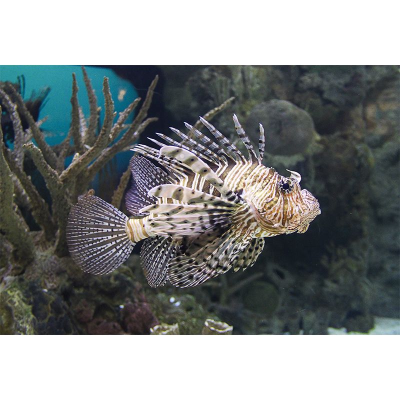 Tropical Seabed Landscape Mural for Living Room Decoration, Moisture Resistant