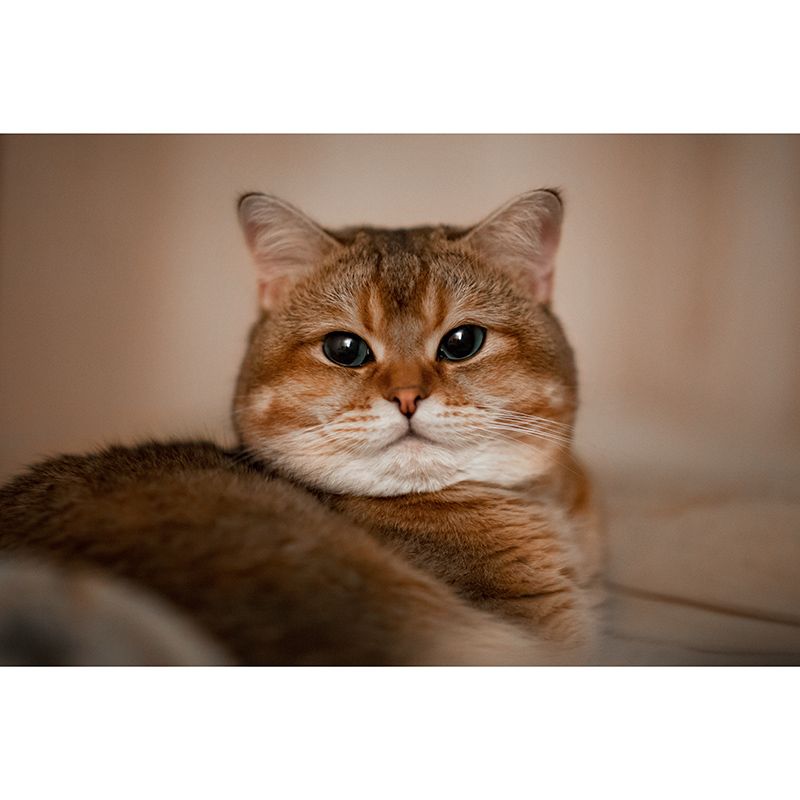 Photography Environment Friendly Mural Wallpaper Cute Cats Bedroom Wall Mural