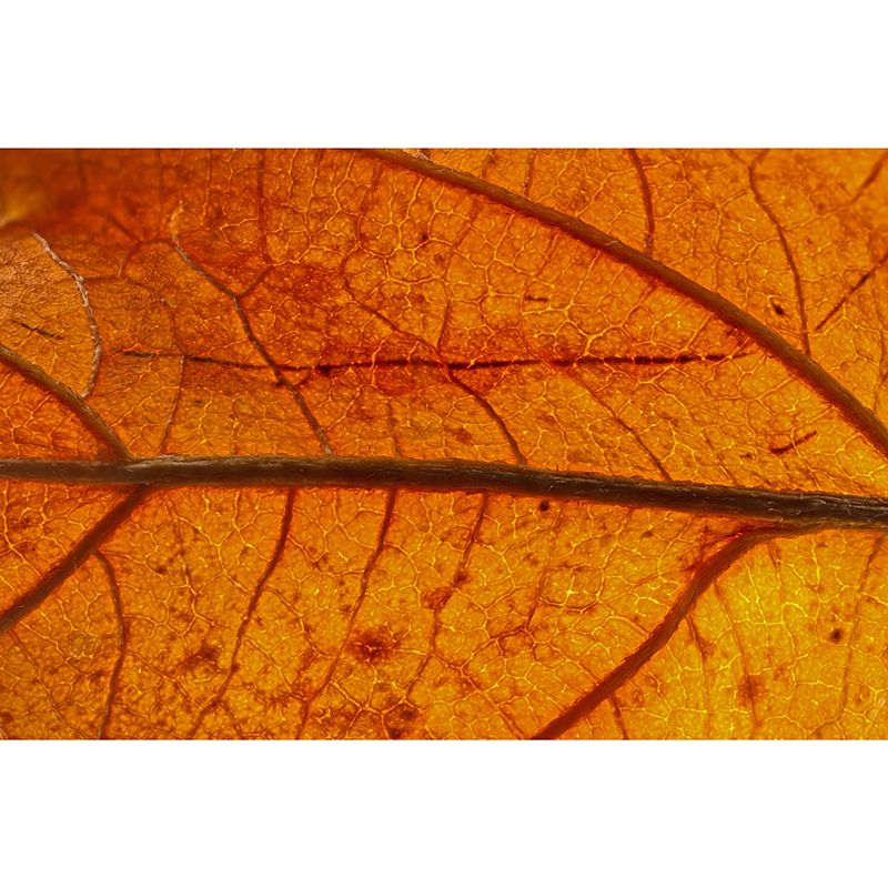 Customized Leaf Surface Plant Murals Wall for Living Room Moisture Resistant