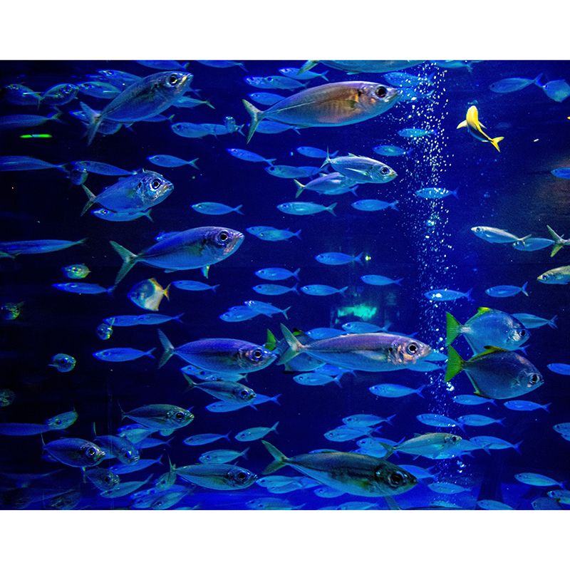 Underwater Fish Mural Wallpaper for Girls Boys Bedroom, Made to Measure